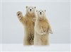 تصویر تصویر احوالپرسی گرم خرس‌های قطبی با عکاس نشنال جئوگرافیک 